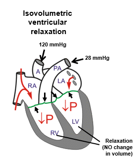 <p>AV valves closed</p><p>Aortic and pulmonary valves closed</p>