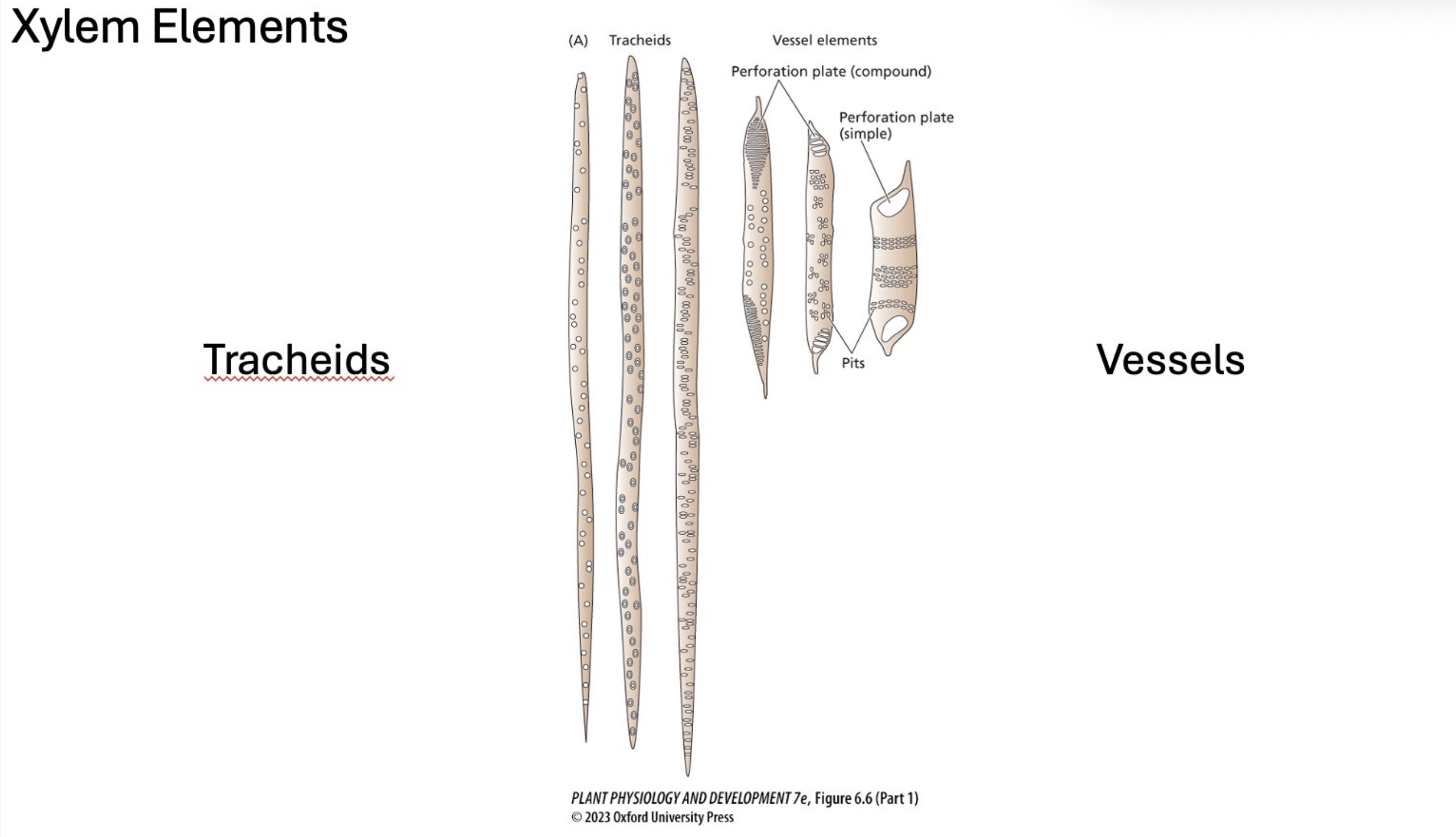 <ul><li><p>plant tissue that transports water and minerals from the roots upward to the leaves</p><ul><li><p>system of tiny pipes running through the plant </p><ul><li><p>soil → roots → xylem → stem → leaves → atmosphere </p></li></ul></li></ul></li></ul><p></p>