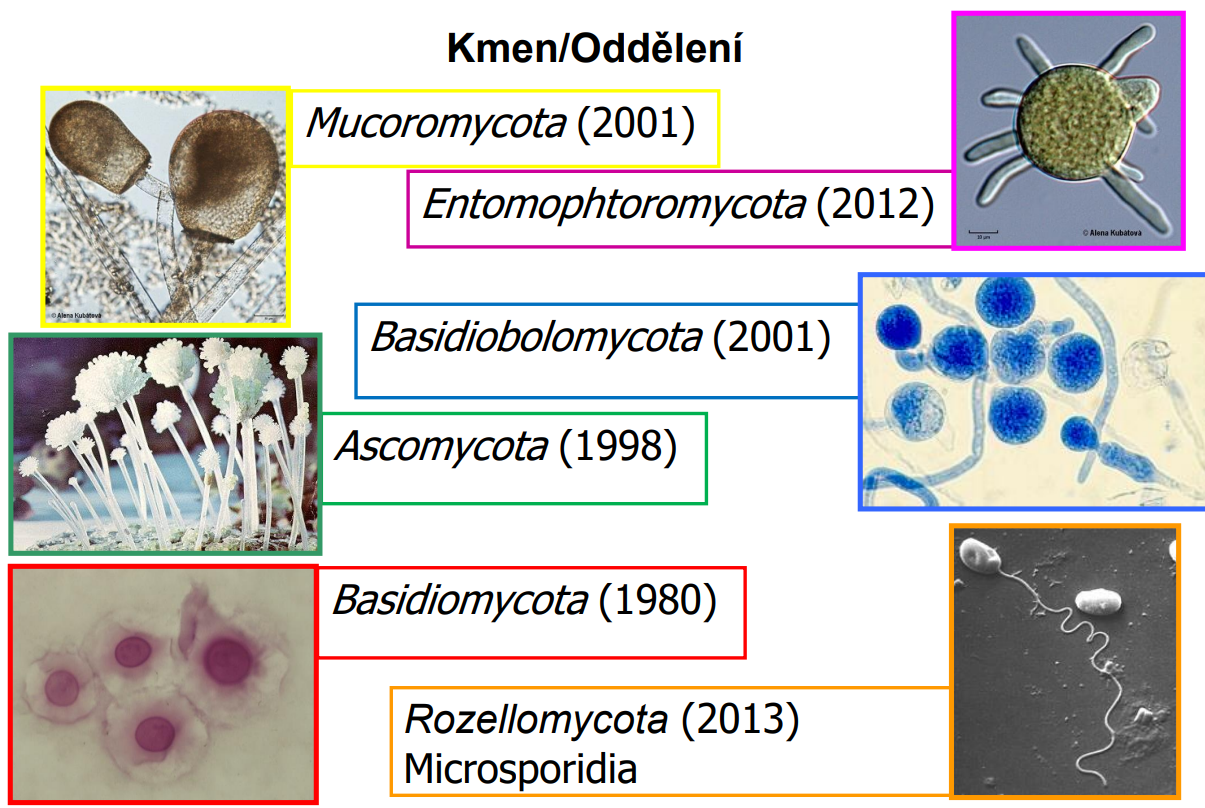 <ul><li><p>Mucoromycota </p></li><li><p>Entomophtoromycota </p></li><li><p>Basidiobolomycota </p></li><li><p>Ascomycota </p></li><li><p>Basidiomycota </p></li><li><p>Rozellomycota </p></li></ul><p></p>