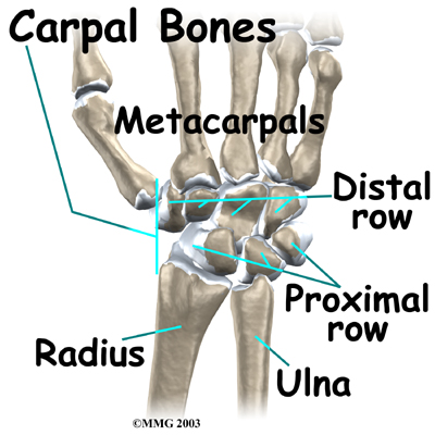 <p>Carpals: Proximal Rows</p>