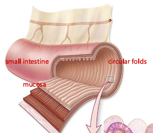 <p>folds of mucosa and submucosa, increase surface area for nutrient absorption, slow down chyme and allow it to mix with intestinal juices, allowing time for full nutrient absorption</p>