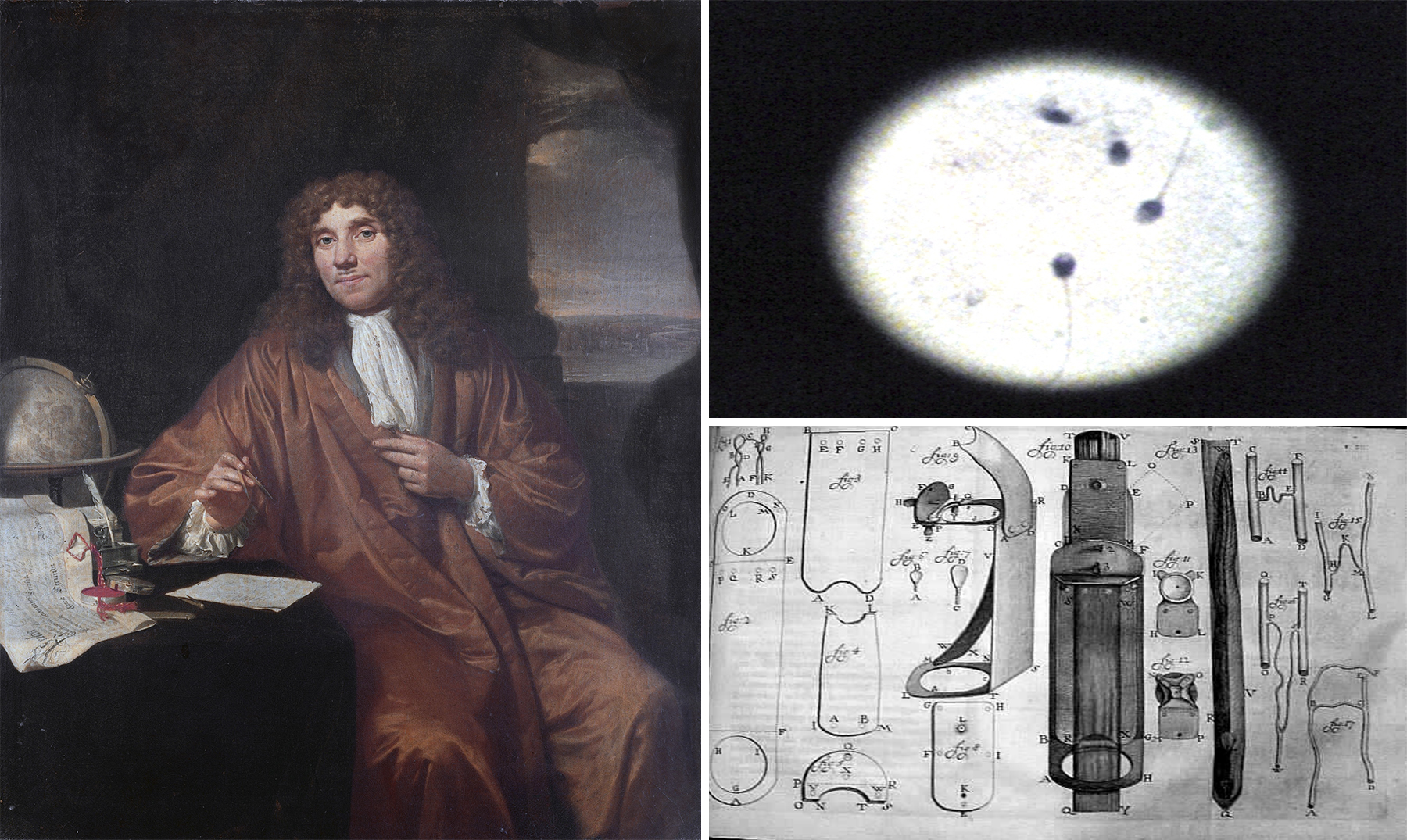 <p>Who first observed microorganisms and called them 'animalcules'?</p>