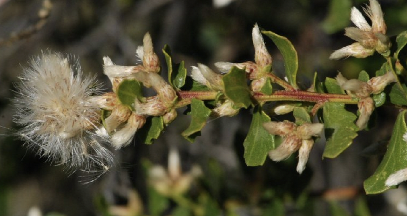 <p>Baccharis pilularis</p>