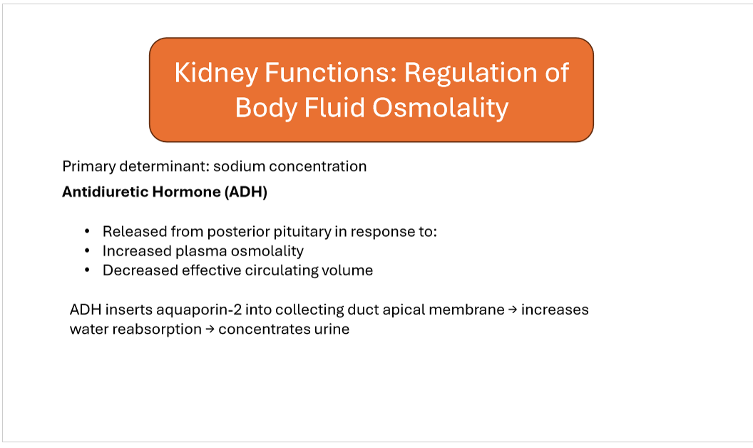 <p>Antidiuretic hormone (ADH) increases water reabsorption by inserting which channel into the collecting duct?</p>
