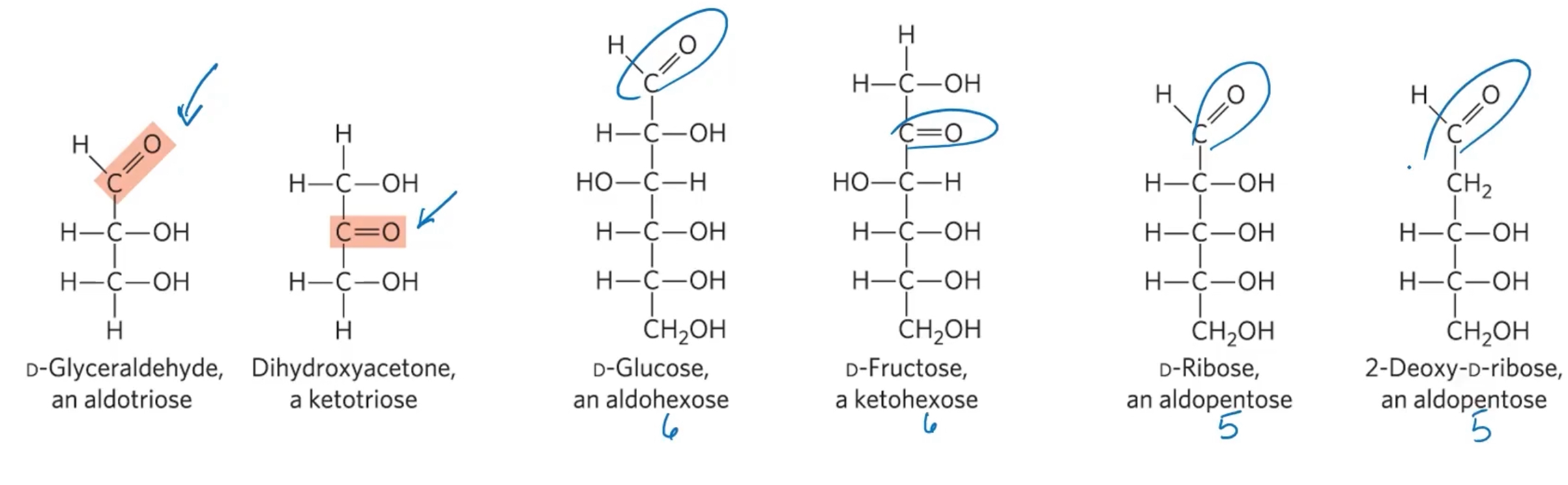 <p>They are categorized into aldoses and ketoses </p><p>-aldose: carbonyl group is at an end of the carbon chain (in an aldehyde group) </p><p>-Ketose: carbonyl group is at any other position (in a ketone group) </p><p></p>