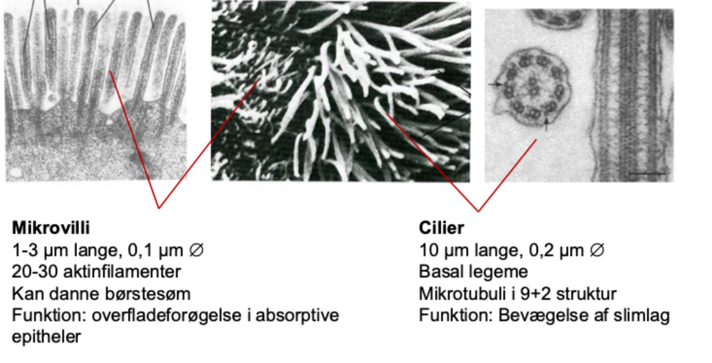<p>A dense layer of microvilli that increases surface area, especially in absorptive epithelia.</p>