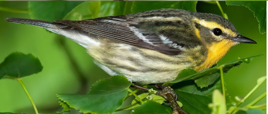 <p>What is the common name of this female bird?</p>