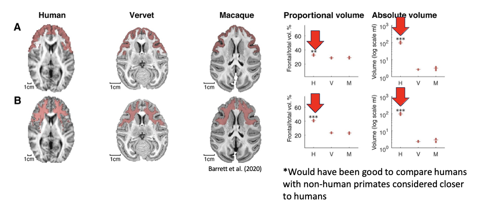<p>humans have bigger PFC and increased frontal lobe connections compared to non-human primates (Barrett et al, 2020)</p><ul><li><p>larger PFC volume may explain why we express anti-social behaviours in more proactive forms of aggression</p><ul><li><p>reason: PFC linked to <mark data-color="yellow" style="background-color: yellow; color: inherit;">executive functioning</mark> (higher order processes that enable individuals to control psychological processes and behaviours to achieve goals)</p></li><li><p>e.g., inhibition, updating and shifting focus (part of the frontoparietal network)</p></li></ul></li></ul><p></p><p>Larger PFC volume → stronger executive control → ability to suppress reactive impulses and plan deliberate actions → aggression becomes proactive rather than reactive</p>