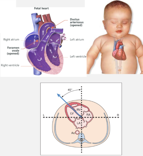 <ul><li><p>heart lies in mid chest, slightly to left</p></li><li><p>ventricles (2)</p><ul><li><p>anteriorly to and inferiorly </p></li><li><p>RV is more anterior than LV</p></li></ul></li><li><p>atria (2)</p><ul><li><p>posteriorly and adjacent to spine</p></li><li><p>LA is closest to spine</p></li></ul></li><li><p>apex of heart is tilted toward left</p></li></ul><p></p>