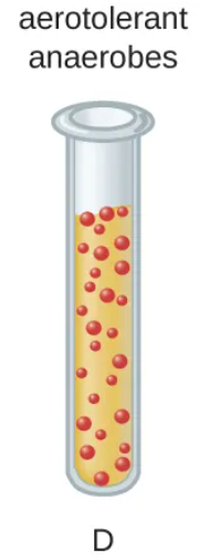 <p>(anaerobic respiration) <strong>indifferent </strong>to the presence of oxygen</p><ul><li><p><u>equal growth</u> throughout</p></li></ul><p></p>