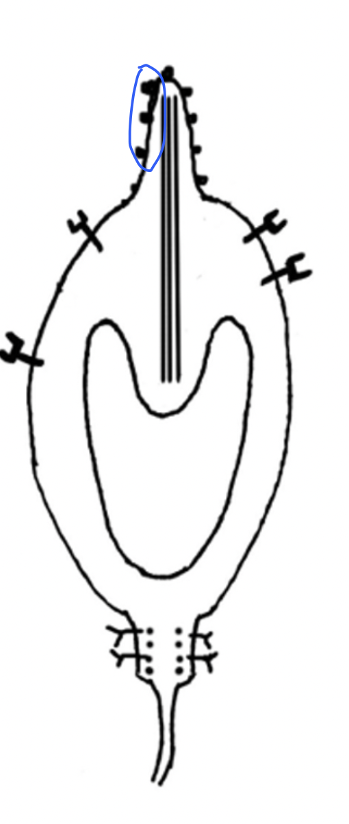 <p>What is the name of this signaling molecule?</p>