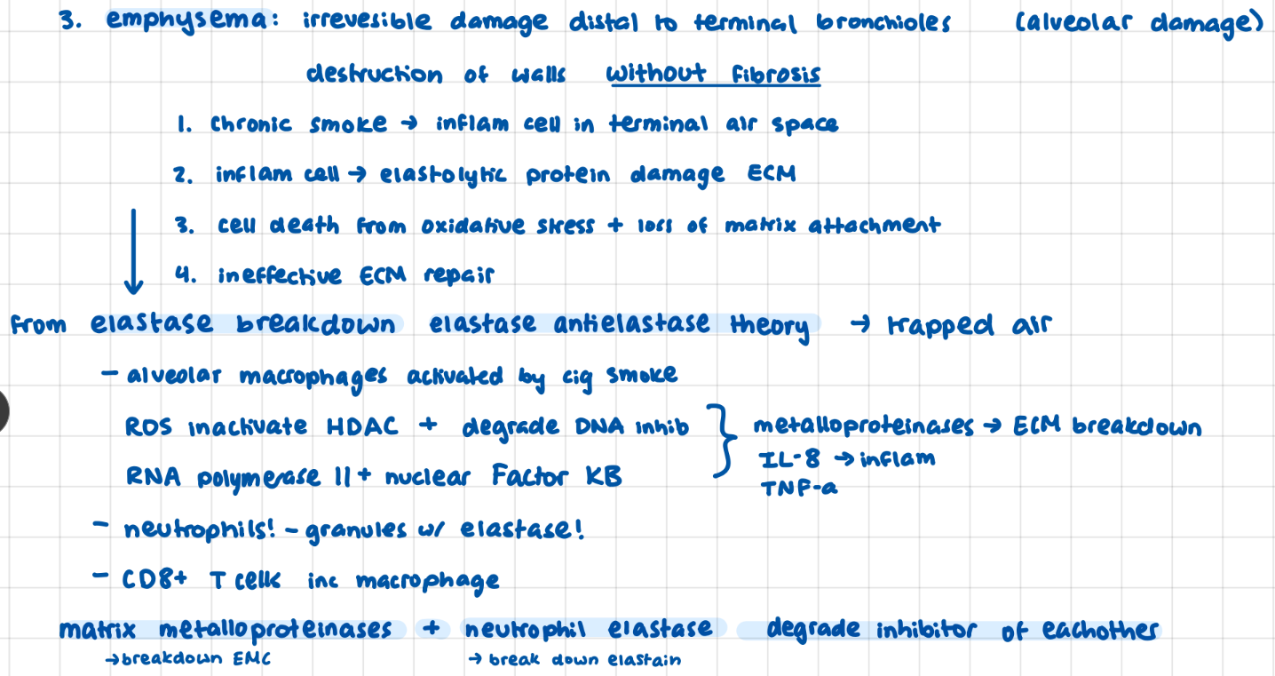 <p>irreversible alveolar damage without fibrosis</p><p>inflammation</p><p><strong>neutrophil elastase</strong> ← → <strong><u>matrix </u>metalloproteinases</strong> ECM</p><p>degrade inhibitor of eachother</p><p><strong>detectable 9 yrs after last cig</strong></p>