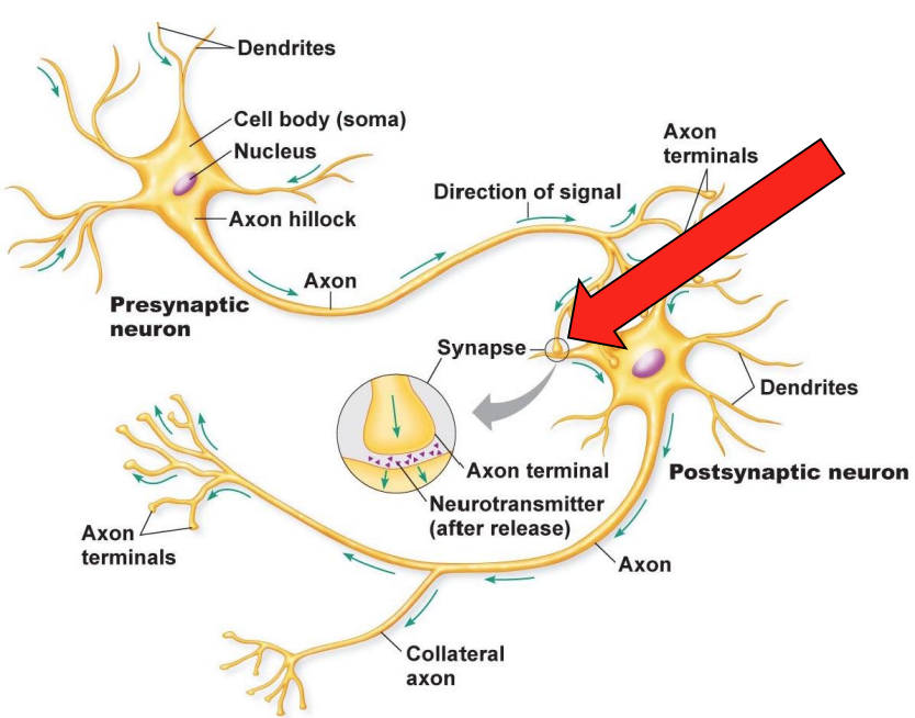 <ul><li><p>Changes in synaptic strength might contribute to learning</p></li></ul><div data-type="horizontalRule"><hr></div><ul><li><p>strength of signaling from neuron A > B can change</p><ul><li><p>A can become better at activating B = long-term potentiation (synapse b/w A + B gets stronger over time) </p></li></ul></li></ul><p></p>