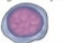 <p>Lymphocyte</p>