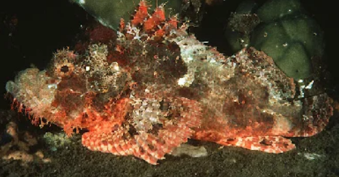 <p>Scorpionfish (mottled reddish), Lionfish (pronounced fin rays), Stonefish (well camouflaged, upturned mouth)</p>