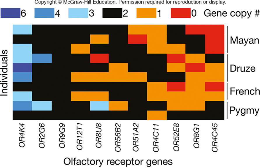 <p>humans have fewer than 1000 olfactory receptor genes at different loci</p><p>at each locus, the copy number varies</p><p></p><p><em>image</em> - 0 copies of that gene in the Mayan population i.e</p>