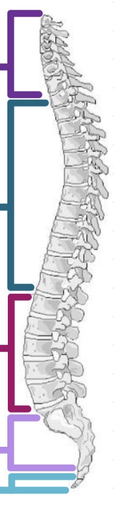 <p>Which bone is light purple?</p>