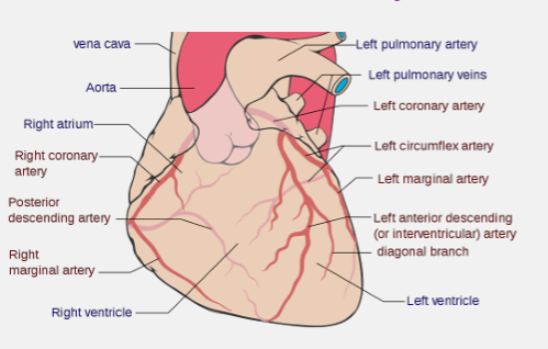 <ul><li><p>left and right branch from thebase of the aorta</p></li><li><p>are the first branches off the aorta, 5 percent of cardiac output is delivered directly into the myocardium</p></li><li><p>extensive capillarisation</p></li></ul><p></p>