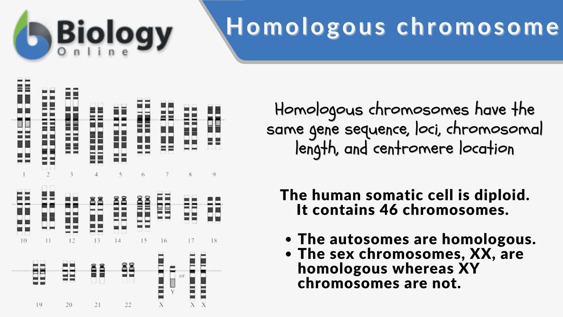 <p>Chromosomes containing the same type of genetic information; one from each parent.</p>