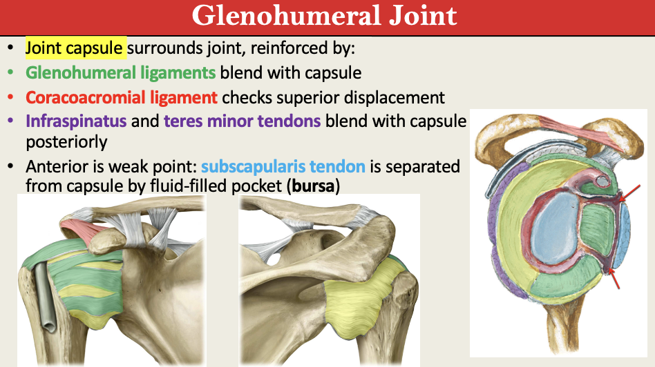 <p>TYPE: Ball+Socket<br>M: All the Movements<br>B: Glenoid Fossa + Head of Humerus<br>L: Glenohumeral + Coracromial Liga; Rotator Cuff Muscles (T Minor + Infraspinatus) </p><p>NOTE: <mark data-color="#fb0d0d" style="background-color: rgb(251, 13, 13); color: inherit;">GLENOID LABRUM + Long HEAD OF BICEPS BRACHII TENDON</mark></p>