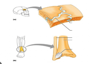 <p>Structural </p>