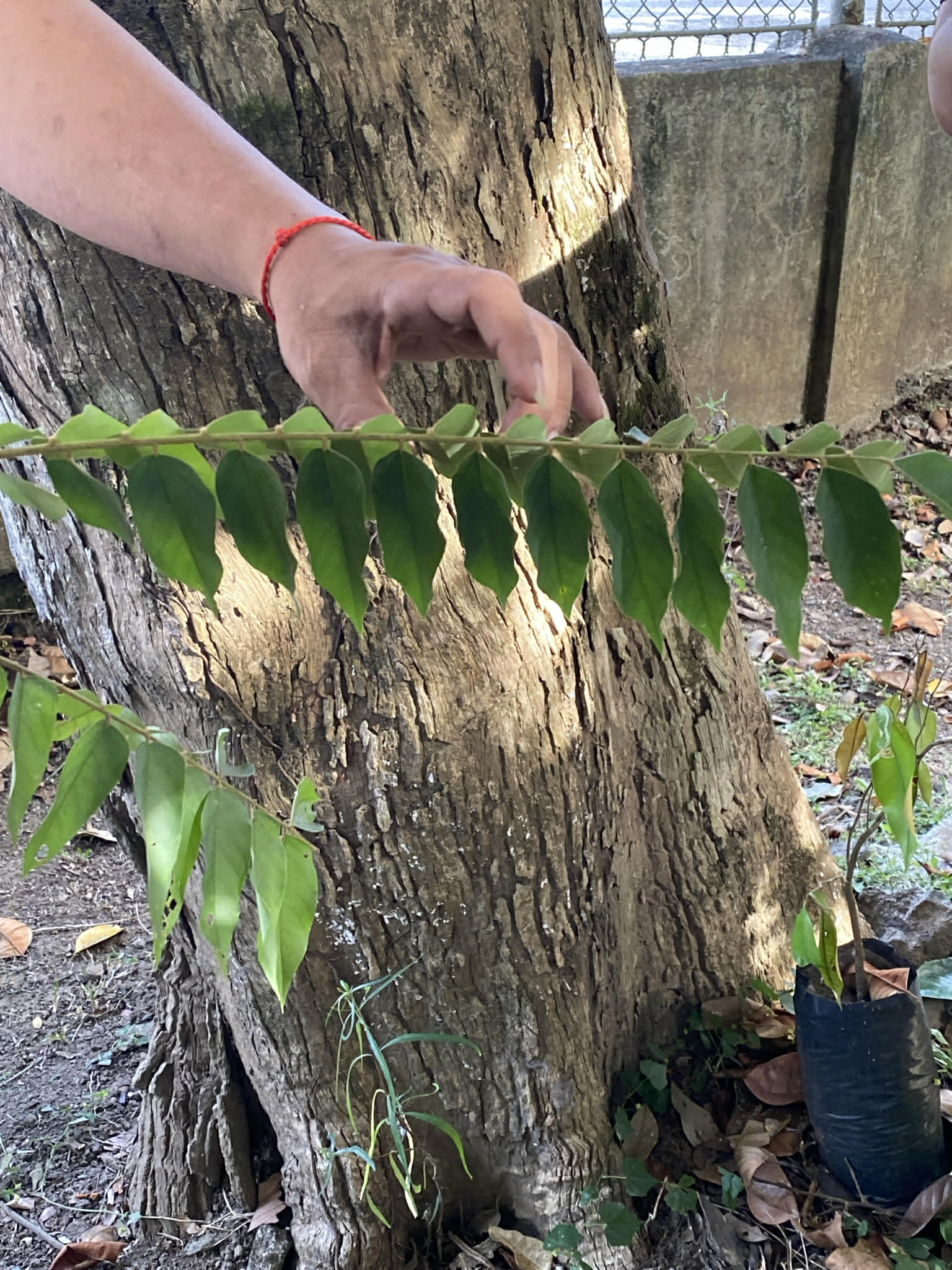<p>Balimbing/Starfruit</p><p>Oxalidaceae</p><p>Tree</p><p>Sexual</p><p>Perennial</p>