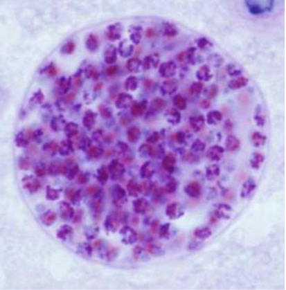 term image