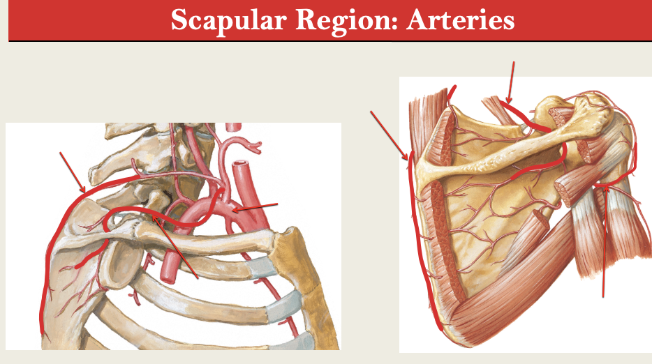 <p>LABEL Scap Region Arteries</p>