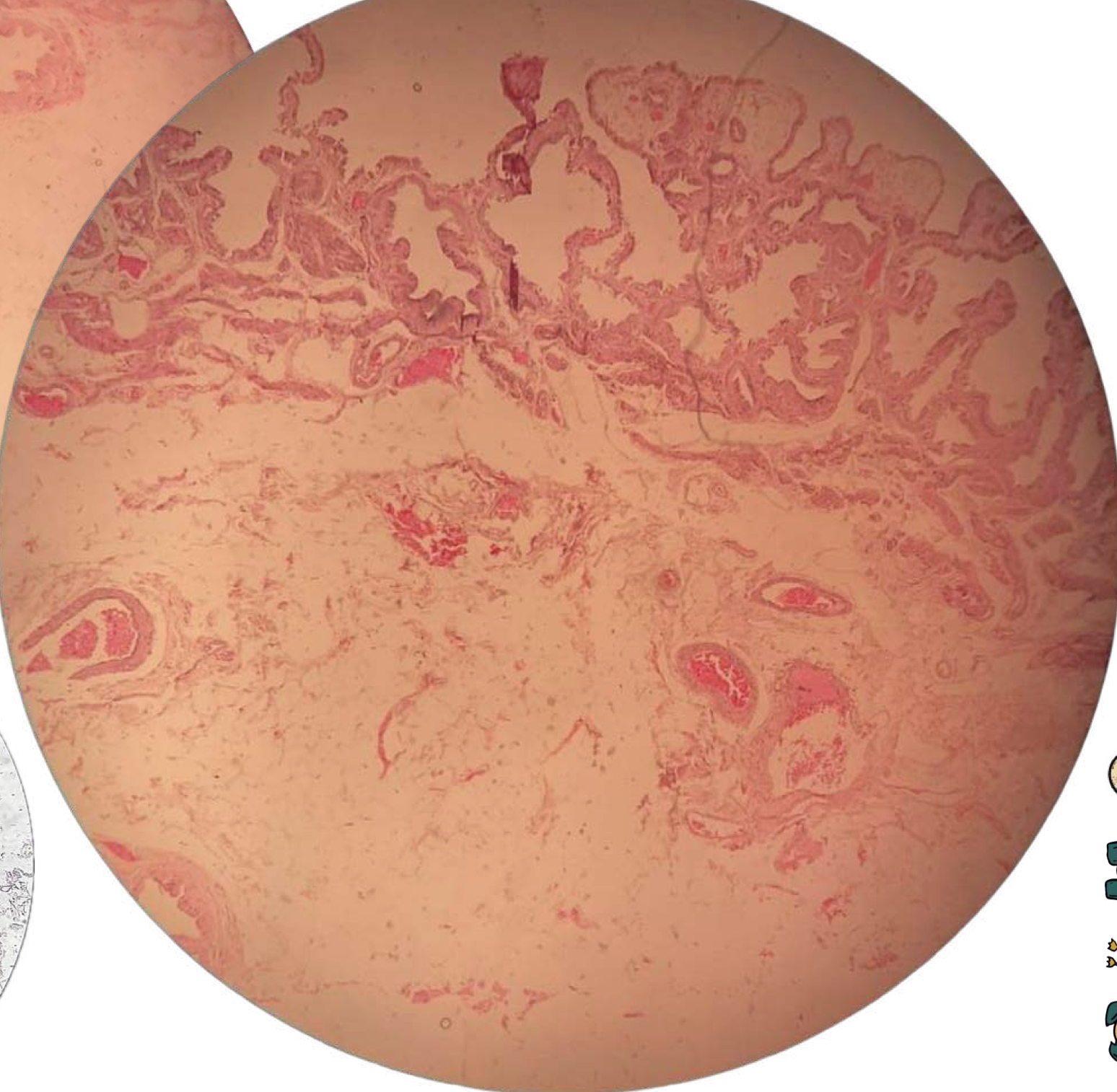 <p>diagnose</p>