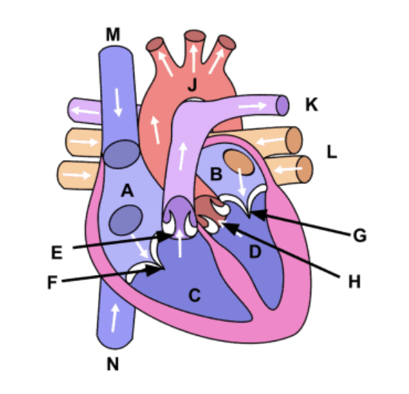 <p>Label F</p>