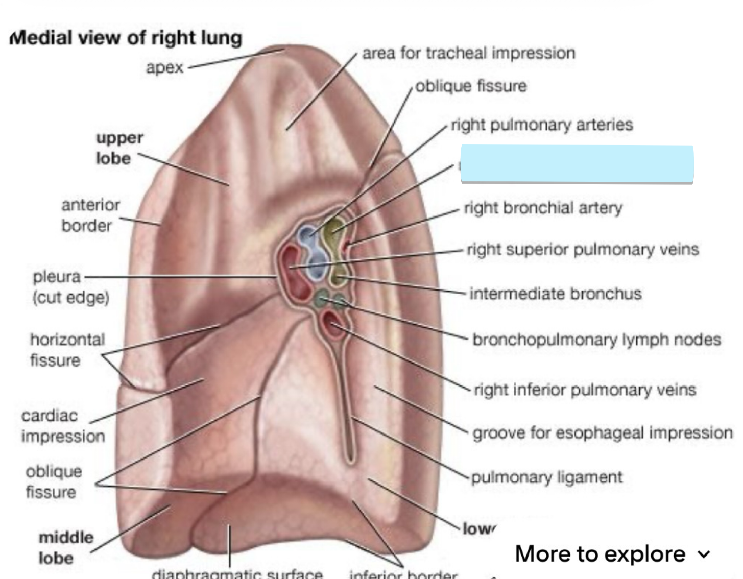<p>some cartilage, extends up to R superior lobe</p><ul><li><p>structure</p></li></ul><p></p>