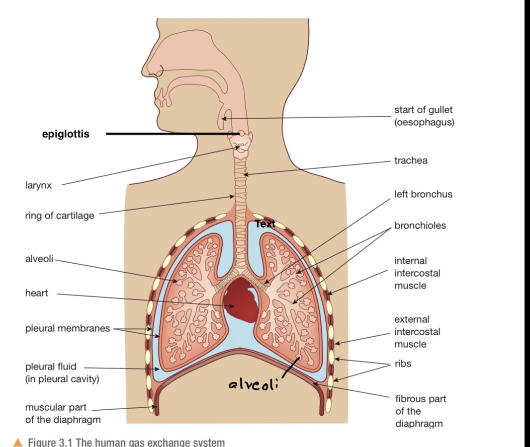 knowt flashcard image