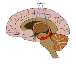 <ul><li><p>Witte stof, baan</p></li><li><p>Geheugenverbinding van hippocampus</p></li></ul><p></p>