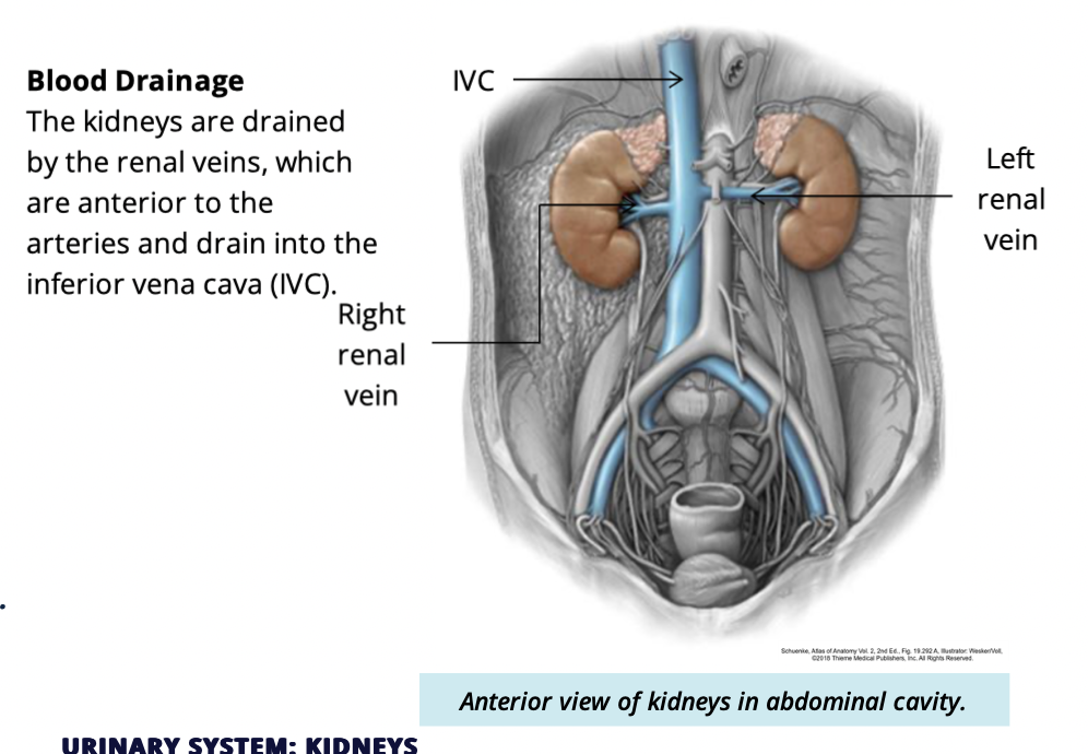 <p>Renal veins</p>