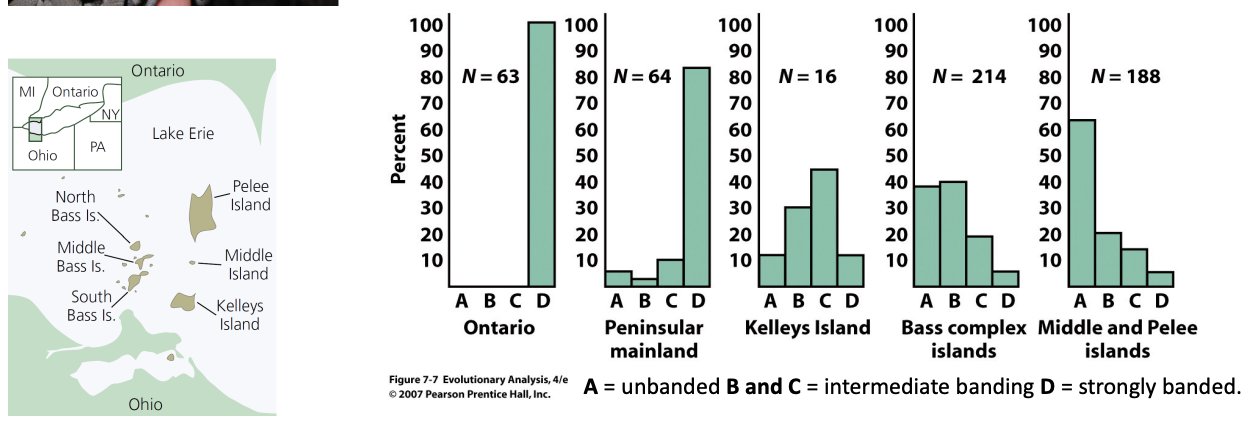 <ul><li><p>Water snakes of Lake Erie: mainland and island populations. Individuals vary in appearance, ranging from strongly banded to unbanded</p></li><li><p>Migration of mainland snakes to island populations <strong>maintains the banded allele there</strong></p></li></ul><p></p>