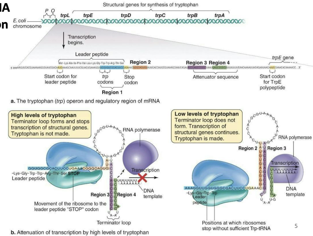 <p><strong>Control of transcription by mRNA secondary structure: Attenuation</strong></p><ul><li><p><strong>Control of the trp operon</strong></p></li><li><p>Regulation by attenuation occurs after transcription initiation</p></li><li><p>The trpL gene is the 1st gene in the operon, encodes a leader peptide, and contains an attenuator sequence</p></li><li><p><strong>Under high levels of tryptophan,</strong> <span style="color: rgb(253, 105, 236);"><strong>region 3</strong></span> binds to <span style="color: rgb(107, 252, 112);"><strong>region 4 </strong></span>to stop transcription (fast ribosome)</p></li><li><p>Under low levels of tryptophan, <span style="color: rgb(253, 105, 236);"><strong>region 3</strong></span> binds to<strong> </strong><span style="color: rgb(255, 167, 79);"><strong>region 2</strong></span>, allowing transcription to proceed (slow ribosome)</p></li></ul><p></p>