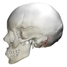 <p>Joins the occipital bone to the mastoid part of the temporal bone</p>