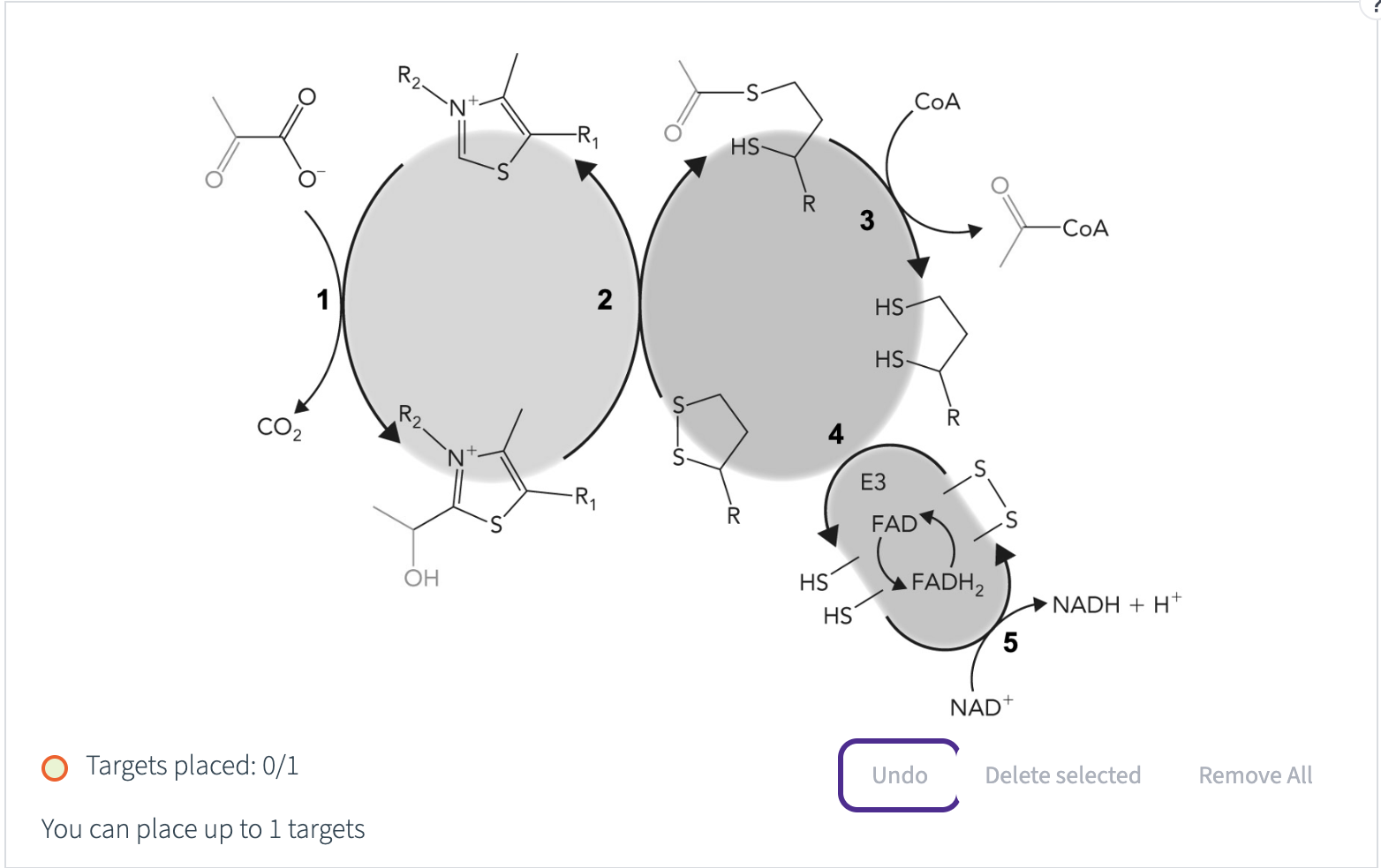 <p><span>In this diagram of the pyruvate dehydrogenase complex reaction, mark the product that will enter the citrate cycle.</span></p>