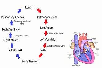 <p> <span style="color: purple;">MNEMONIC FOR BOTH SIDES OF THE HEART (BLUE AND RED)</span></p>
