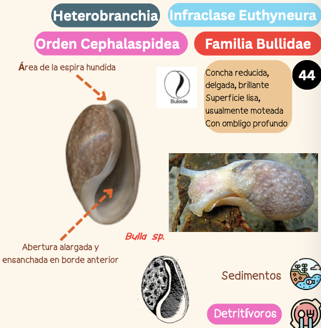 <p><strong>FILO </strong>Mollusca<strong><br>CLASE </strong>Gastropoda<br><strong>SUBCLASE </strong>Heterobranchia<br><strong>INFRACLASE </strong>Euthyneura<br><strong>ORDEN </strong>Cephalaspidea<br><strong>FAMILIA </strong>Bullidae<br><strong>GÉNERO </strong><em><u>Bulla sp</u></em><strong><br>CARACTERÍSTICAS </strong><br><strong>RÁDULA </strong>Raquiglosa<strong><br>ALIMENTACIÓN </strong>Detrívoros<strong><br>HÁBITAT </strong>Sedimentos</p>