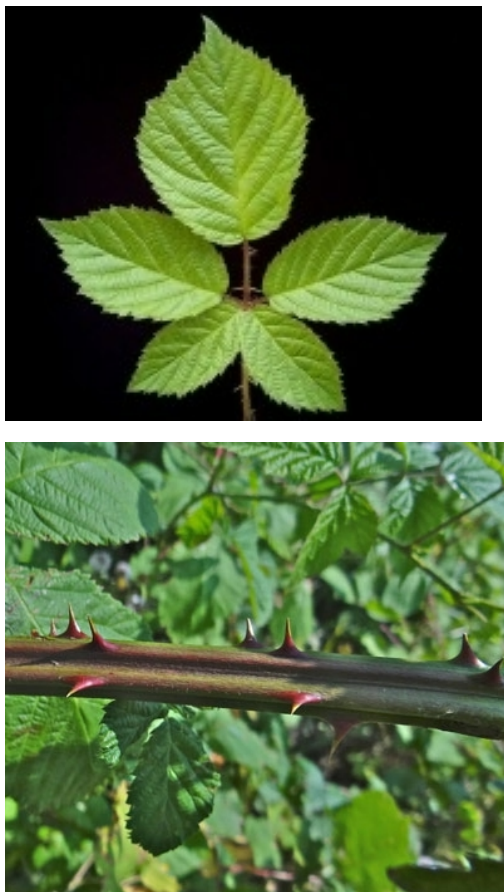 <p>Braam - Rubus spp.</p>