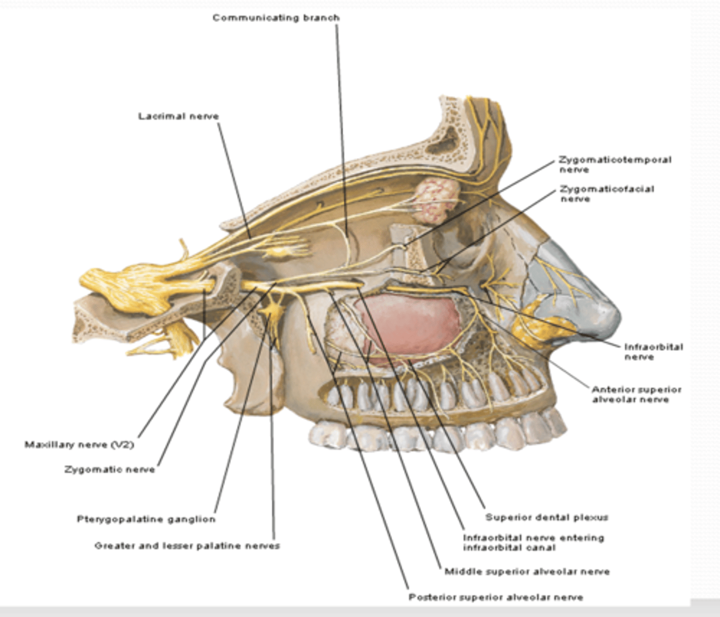 <p>What are the nasal branches of the maxillary nerve (CN V2) what do they innervate? </p>