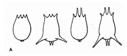 <p><strong>FILO </strong>Rotífera<br><strong>CLASE </strong>Eurotatoria<br><strong>SUBCLASE </strong>Monogononta<br><strong>FAMILIA </strong>Brachionidae<br><strong>GÉNERO </strong><em><u>Brachionus</u></em><br><strong>CARACTERÍSTICAS </strong>Loriga (cubierta rígida)</p>