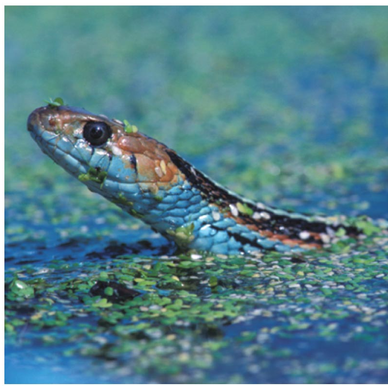 <p>Habitat isolation occurs when two species live in different habitats and therefore do not meet and mate, because they live in different habitats, even though not isolated by physical barriers .</p>