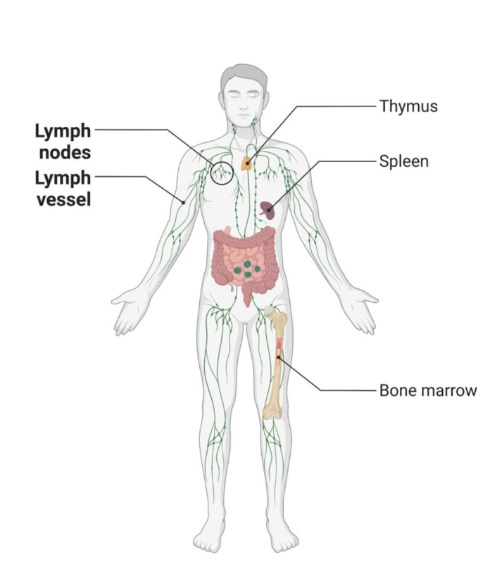 <p>secondary lymphoid organs</p><ul><li><p>after maturation, lymphocytes enter circulation</p></li><li><p>may hang out in specific organs → encounter Ags → activated</p></li></ul><p>Ex. lymph nodes, spleen, mucosal-associated lymphoid tissue (MALT)</p><p></p>