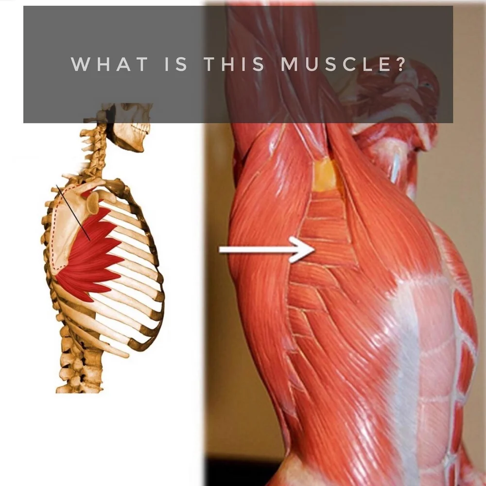 <p><span>What muscle is this?</span></p>