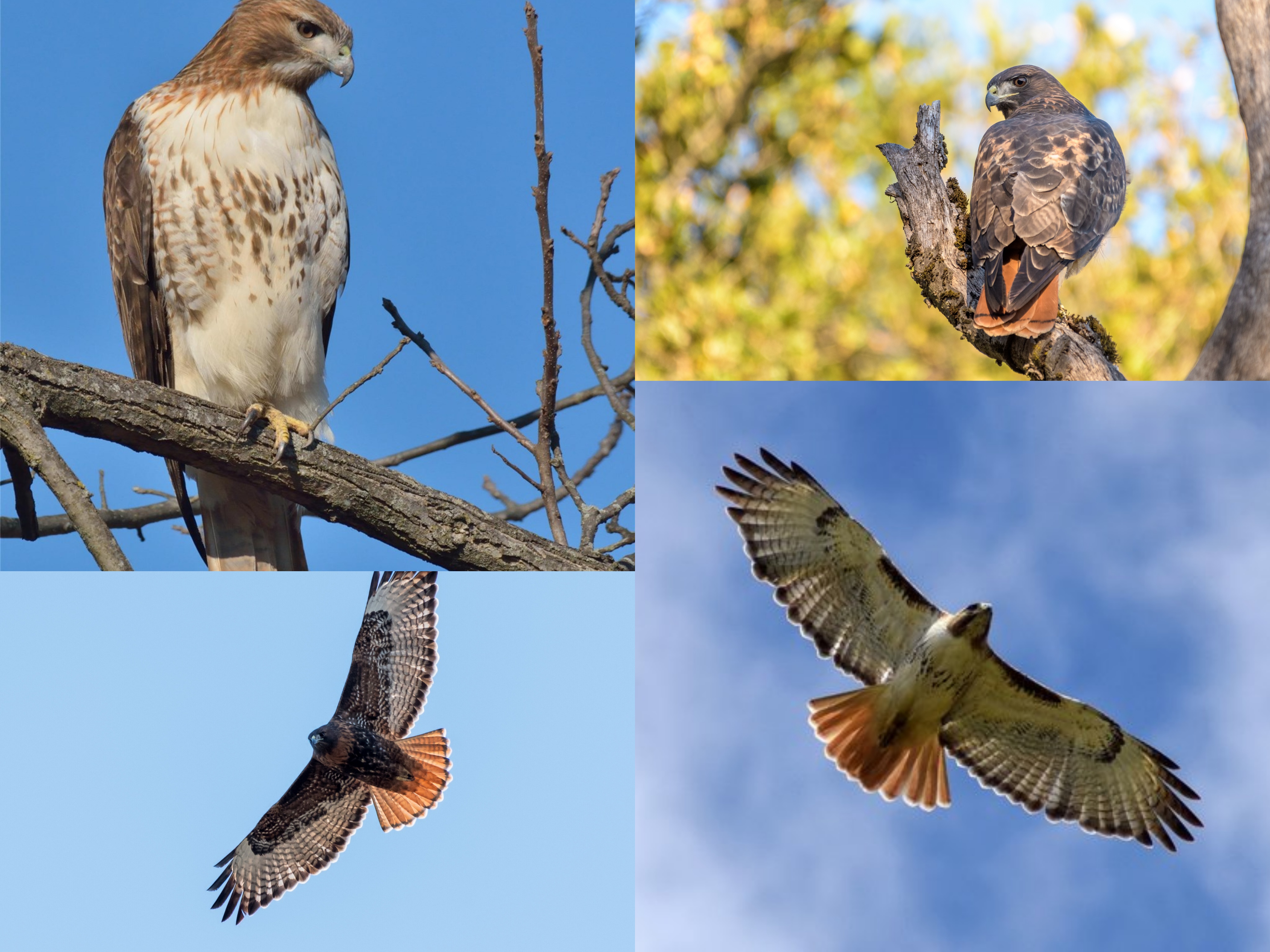 <p>Order: Accipitriformes</p><p>Family: Accipitridae</p><p>CN: Red-tailed Hawk</p><p>Alpha Code: RTHA</p>