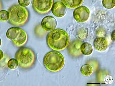 <p>Identify</p>