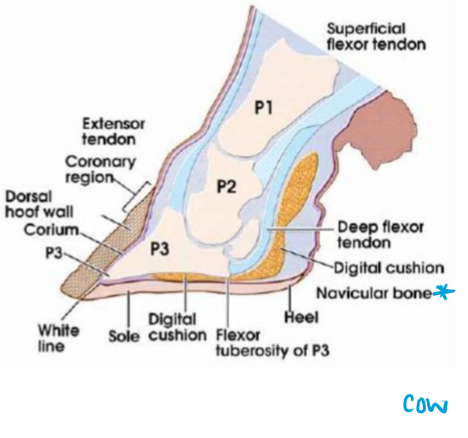 <p>Navicular bone! </p>