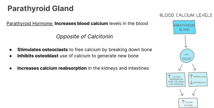 <p>Parathyroid Hormone: <strong>Increases blood calcium </strong>levels in the <strong>blood</strong></p><p><em>Opposite of Calcitonin</em></p><ul><li><p><strong>Stimulates osteoclasts </strong>to free calcium by breaking down bone</p></li><li><p><strong>Inhibits osteoblast </strong>use of calcium to generate new bone</p></li><li><p><strong><em>Increases calcium reabsorption </em></strong>in the kidneys and intestines</p></li></ul><p></p>